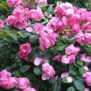 ヒメ日記 2025/05/18 19:15 投稿 斉藤恵 セレブショップ新宿（東京ハレ系）