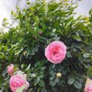 ヒメ日記 2025/05/19 04:51 投稿 斉藤恵 セレブショップ新宿（東京ハレ系）