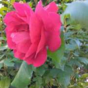 ヒメ日記 2025/05/20 05:32 投稿 斉藤恵 セレブショップ新宿（東京ハレ系）