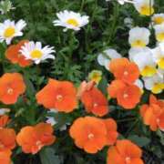 ヒメ日記 2025/05/20 21:03 投稿 斉藤恵 セレブショップ新宿（東京ハレ系）