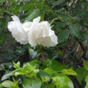 ヒメ日記 2025/05/20 22:33 投稿 斉藤恵 セレブショップ新宿（東京ハレ系）