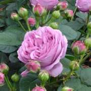 ヒメ日記 2025/05/21 07:15 投稿 斉藤恵 セレブショップ新宿（東京ハレ系）