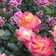 ヒメ日記 2025/05/21 17:44 投稿 斉藤恵 セレブショップ新宿（東京ハレ系）