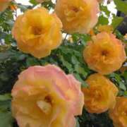 ヒメ日記 2025/05/23 20:31 投稿 斉藤恵 セレブショップ新宿（東京ハレ系）