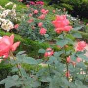 ヒメ日記 2025/05/24 09:45 投稿 斉藤恵 セレブショップ新宿（東京ハレ系）