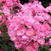 ヒメ日記 2025/05/25 07:15 投稿 斉藤恵 セレブショップ新宿（東京ハレ系）