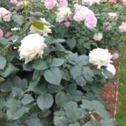 ヒメ日記 2025/05/25 18:30 投稿 斉藤恵 セレブショップ新宿（東京ハレ系）