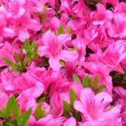 ヒメ日記 2025/05/26 18:23 投稿 斉藤恵 セレブショップ新宿（東京ハレ系）