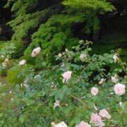 ヒメ日記 2025/05/27 11:07 投稿 斉藤恵 セレブショップ新宿（東京ハレ系）