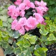 ヒメ日記 2025/05/27 20:01 投稿 斉藤恵 セレブショップ新宿（東京ハレ系）