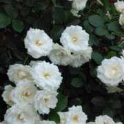 ヒメ日記 2025/05/28 07:15 投稿 斉藤恵 セレブショップ新宿（東京ハレ系）