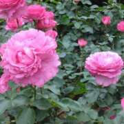 ヒメ日記 2025/05/29 04:46 投稿 斉藤恵 セレブショップ新宿（東京ハレ系）