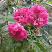 ヒメ日記 2025/05/30 20:45 投稿 斉藤恵 セレブショップ新宿（東京ハレ系）