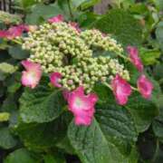 ヒメ日記 2025/05/31 08:45 投稿 斉藤恵 セレブショップ新宿（東京ハレ系）