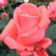 ヒメ日記 2025/06/01 07:15 投稿 斉藤恵 セレブショップ新宿（東京ハレ系）