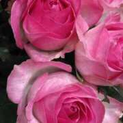 ヒメ日記 2025/06/01 18:49 投稿 斉藤恵 セレブショップ新宿（東京ハレ系）