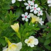 ヒメ日記 2025/06/03 00:38 投稿 斉藤恵 セレブショップ新宿（東京ハレ系）