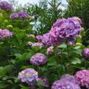 ヒメ日記 2025/06/03 10:30 投稿 斉藤恵 セレブショップ新宿（東京ハレ系）