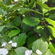 ヒメ日記 2025/06/04 05:45 投稿 斉藤恵 セレブショップ新宿（東京ハレ系）