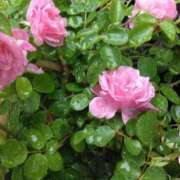 ヒメ日記 2025/06/04 07:15 投稿 斉藤恵 セレブショップ新宿（東京ハレ系）