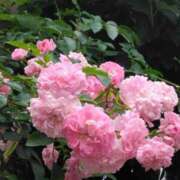 ヒメ日記 2025/06/04 17:30 投稿 斉藤恵 セレブショップ新宿（東京ハレ系）