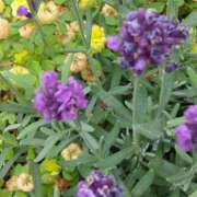 ヒメ日記 2025/06/05 11:29 投稿 斉藤恵 セレブショップ新宿（東京ハレ系）