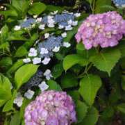 ヒメ日記 2025/06/06 11:30 投稿 斉藤恵 セレブショップ新宿（東京ハレ系）