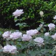 ヒメ日記 2025/06/07 04:15 投稿 斉藤恵 セレブショップ新宿（東京ハレ系）