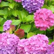 ヒメ日記 2025/06/08 07:15 投稿 斉藤恵 セレブショップ新宿（東京ハレ系）