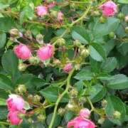 ヒメ日記 2025/06/09 04:00 投稿 斉藤恵 セレブショップ新宿（東京ハレ系）