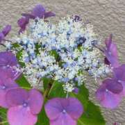 ヒメ日記 2025/06/09 15:15 投稿 斉藤恵 セレブショップ新宿（東京ハレ系）