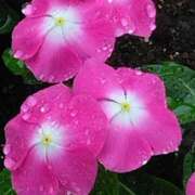 ヒメ日記 2025/06/10 11:44 投稿 斉藤恵 セレブショップ新宿（東京ハレ系）