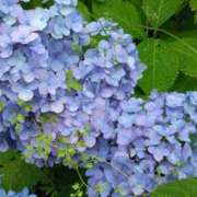 ヒメ日記 2025/06/11 03:58 投稿 斉藤恵 セレブショップ新宿（東京ハレ系）