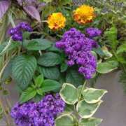 ヒメ日記 2025/06/11 07:15 投稿 斉藤恵 セレブショップ新宿（東京ハレ系）