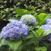 ヒメ日記 2025/06/11 17:30 投稿 斉藤恵 セレブショップ新宿（東京ハレ系）