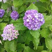 ヒメ日記 2025/06/13 05:04 投稿 斉藤恵 セレブショップ新宿（東京ハレ系）