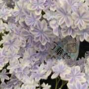 ヒメ日記 2025/06/13 11:14 投稿 斉藤恵 セレブショップ新宿（東京ハレ系）