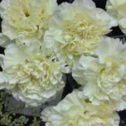 ヒメ日記 2025/06/15 07:06 投稿 斉藤恵 セレブショップ新宿（東京ハレ系）