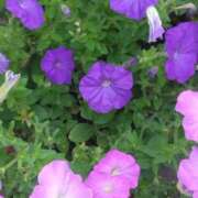 ヒメ日記 2025/06/15 15:58 投稿 斉藤恵 セレブショップ新宿（東京ハレ系）