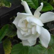 ヒメ日記 2025/06/16 01:30 投稿 斉藤恵 セレブショップ新宿（東京ハレ系）