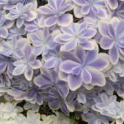 ヒメ日記 2025/06/16 04:36 投稿 斉藤恵 セレブショップ新宿（東京ハレ系）