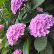 ヒメ日記 2025/06/17 21:31 投稿 斉藤恵 セレブショップ新宿（東京ハレ系）