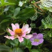 ヒメ日記 2025/06/18 07:15 投稿 斉藤恵 セレブショップ新宿（東京ハレ系）