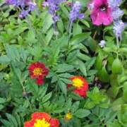 ヒメ日記 2025/06/19 05:53 投稿 斉藤恵 セレブショップ新宿（東京ハレ系）