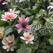 ヒメ日記 2025/06/19 17:45 投稿 斉藤恵 セレブショップ新宿（東京ハレ系）