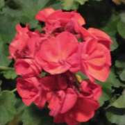 ヒメ日記 2025/06/20 21:30 投稿 斉藤恵 セレブショップ新宿（東京ハレ系）