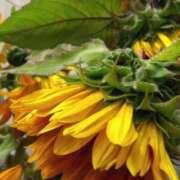 ヒメ日記 2025/06/22 07:15 投稿 斉藤恵 セレブショップ新宿（東京ハレ系）