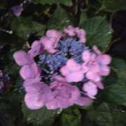 ヒメ日記 2025/06/23 00:45 投稿 斉藤恵 セレブショップ新宿（東京ハレ系）