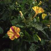 ヒメ日記 2025/06/23 21:04 投稿 斉藤恵 セレブショップ新宿（東京ハレ系）