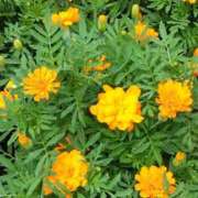 ヒメ日記 2025/06/24 06:15 投稿 斉藤恵 セレブショップ新宿（東京ハレ系）